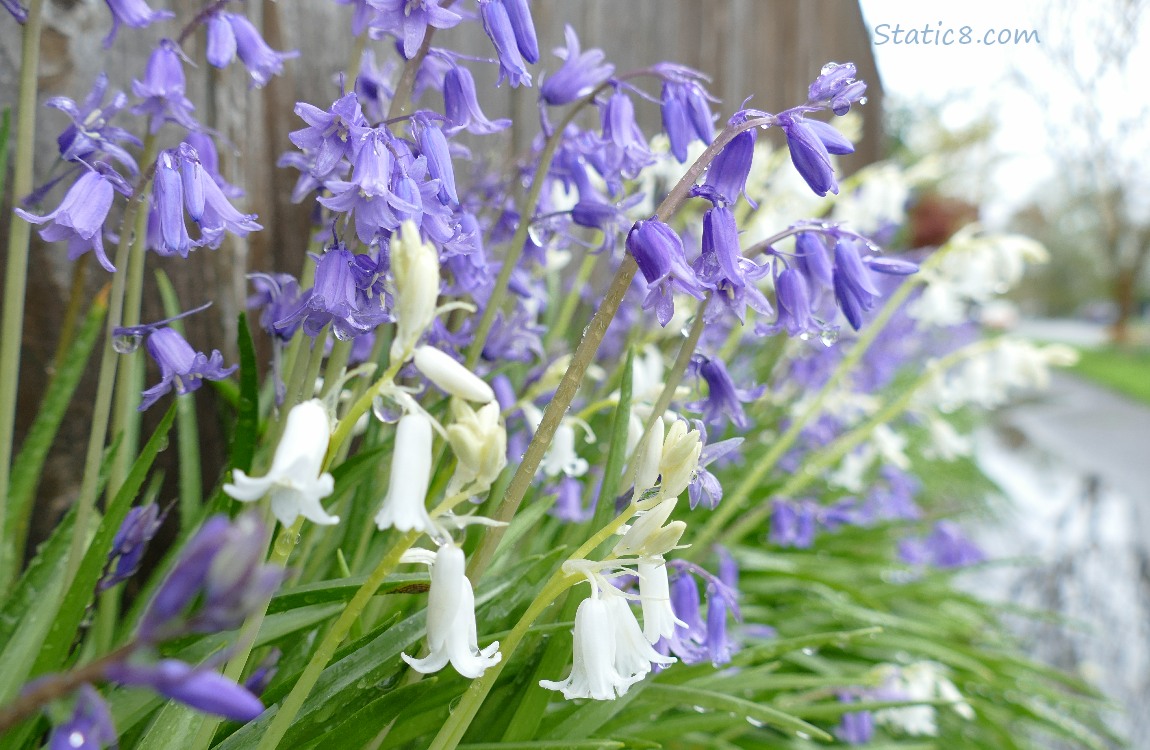 Purple and White Spanish Bluebells