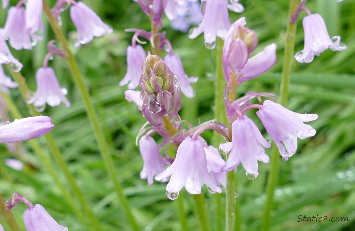 Pin Spanish Bluebells