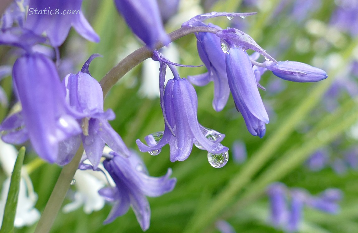 Purple Spanish Bluebells