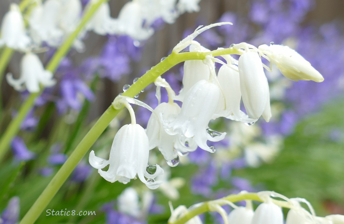 White Spanish Bluebells