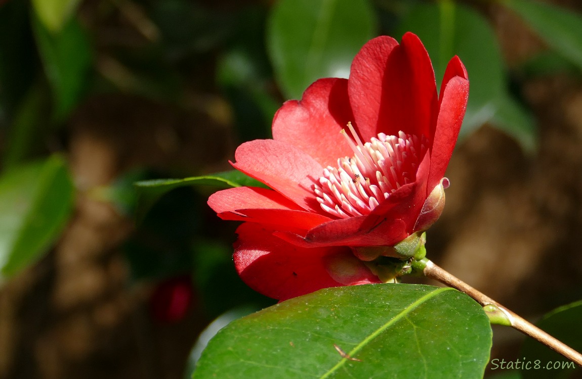 Red Camellia bloom