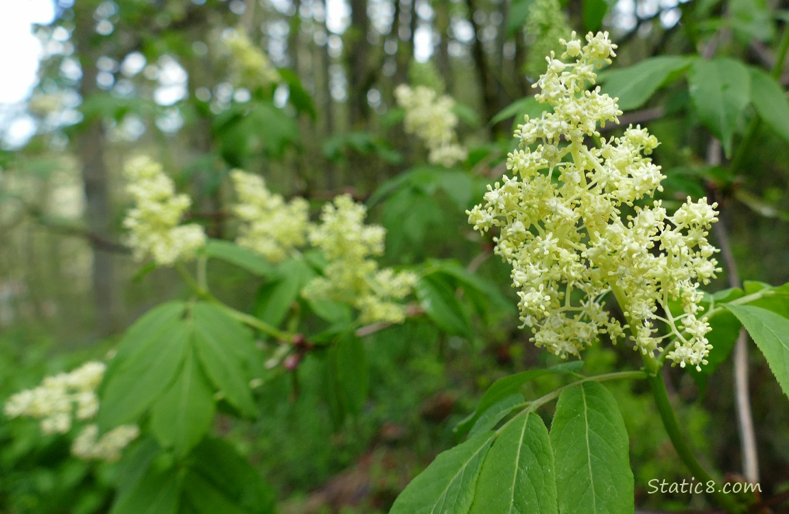 Elderberry blossoms