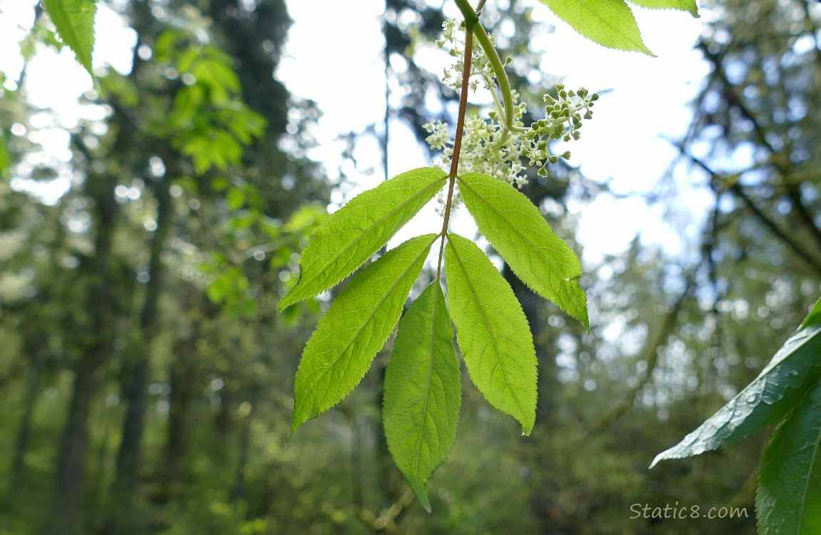 Elderberry leaves with the forest behind them