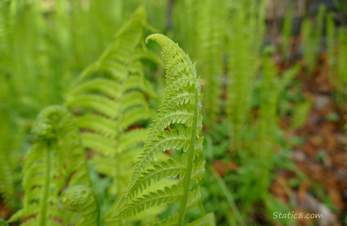 Ferns unfurling