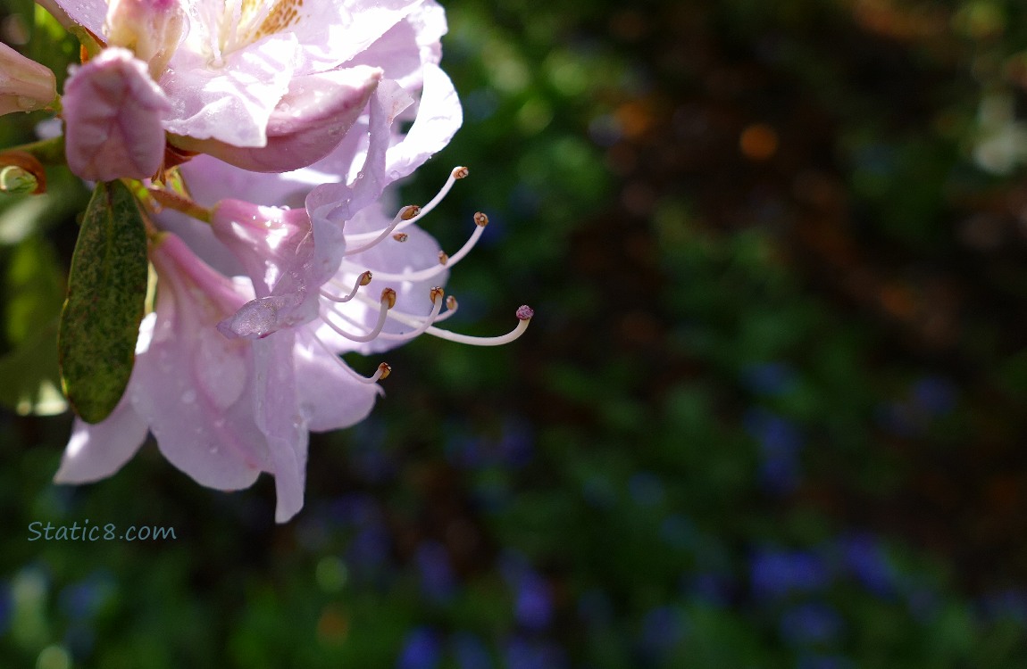 Pink Rhododendrons