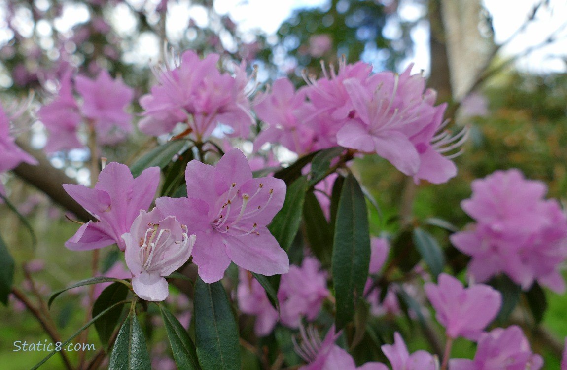 Pink Rhododendrons