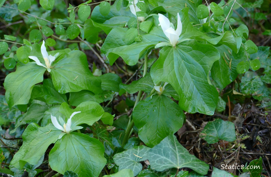 Trillium blooms on the forest floor