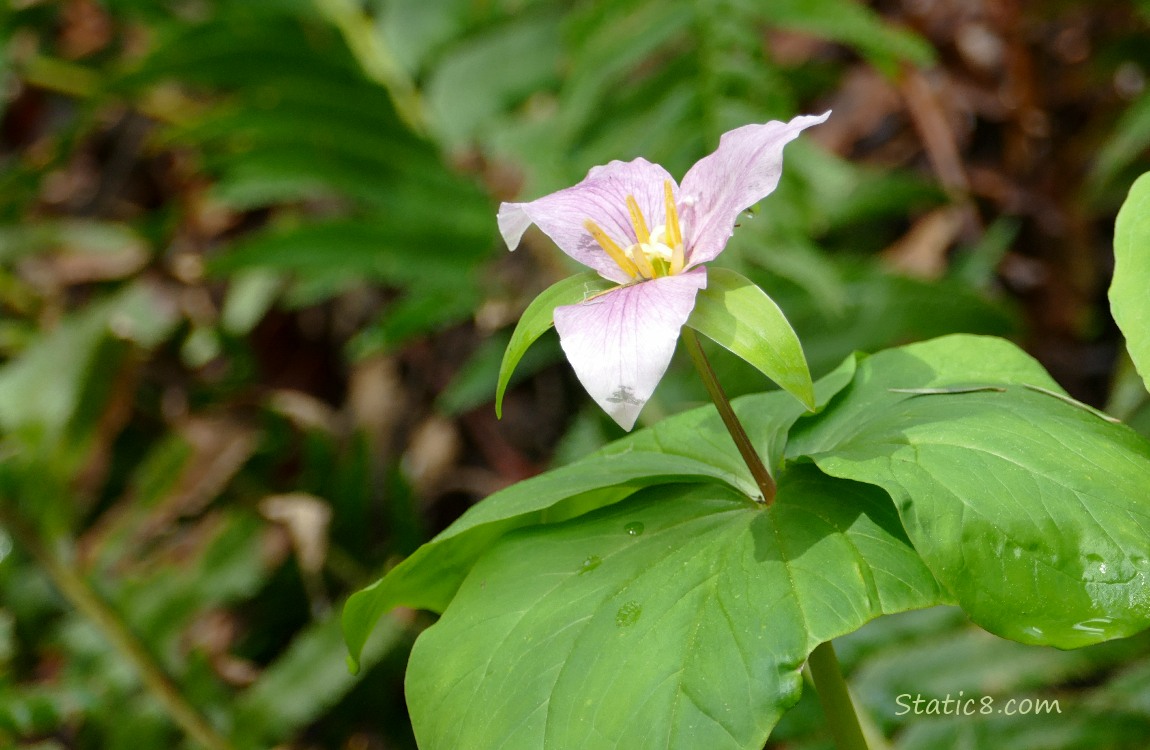 Pink Trillium bloom