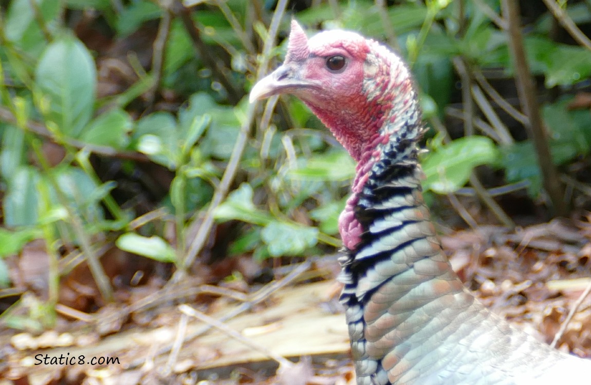 Wild Turkey