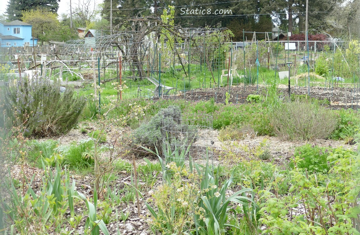 Community Garden with a big grape vine