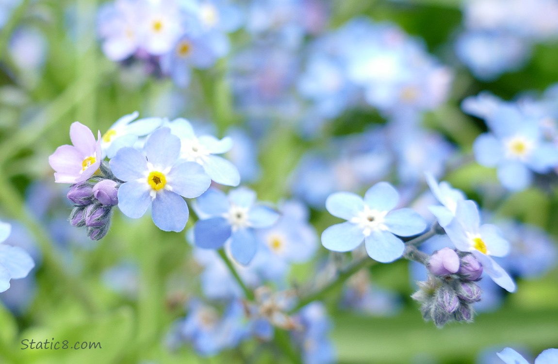 Forget Me Not blooms