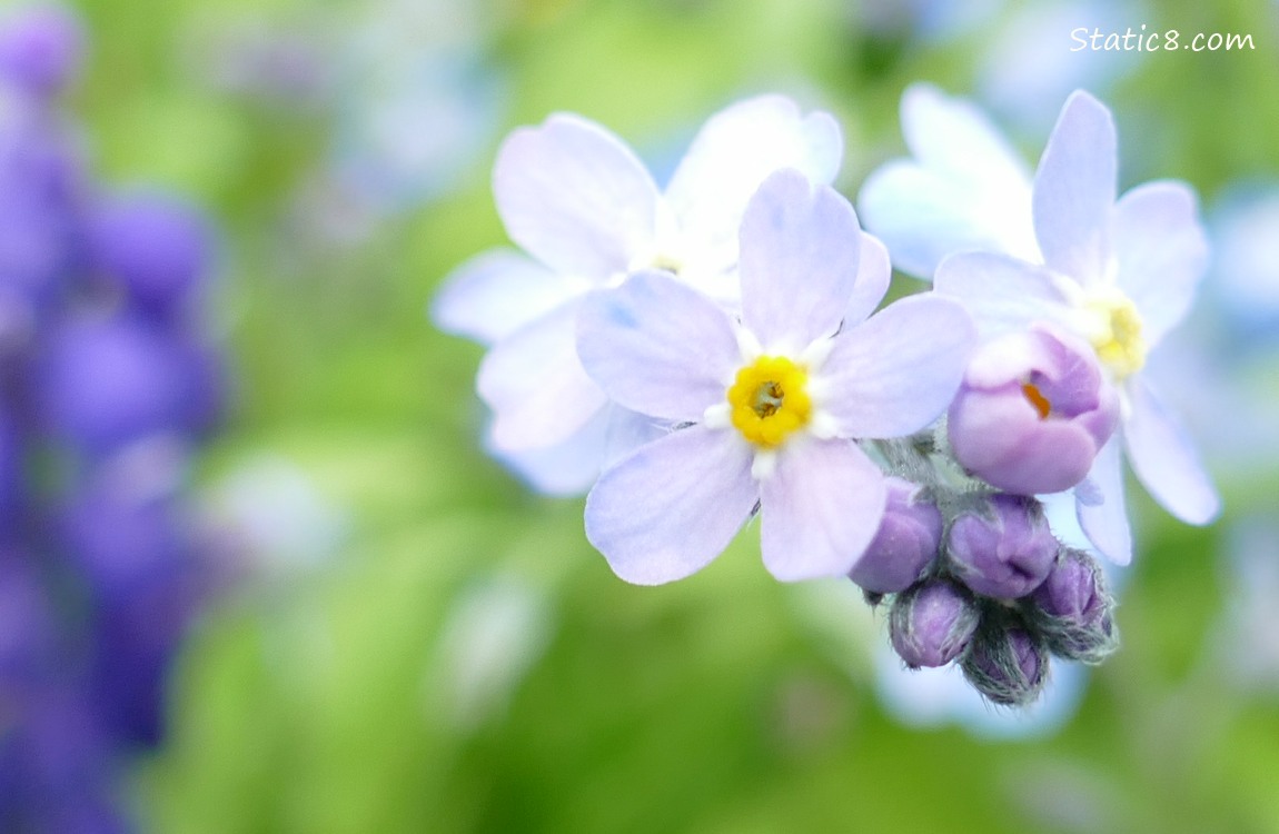 Close up of Forget Me Not blooms