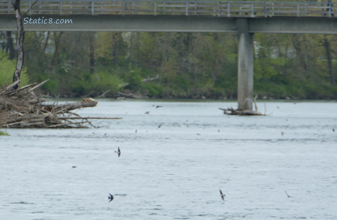 Swallows skimming above the river, a bridge in the background