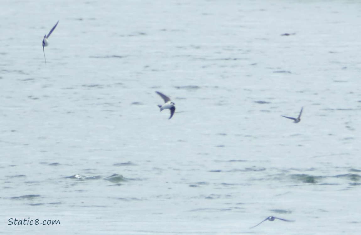 Swallows flying above the river