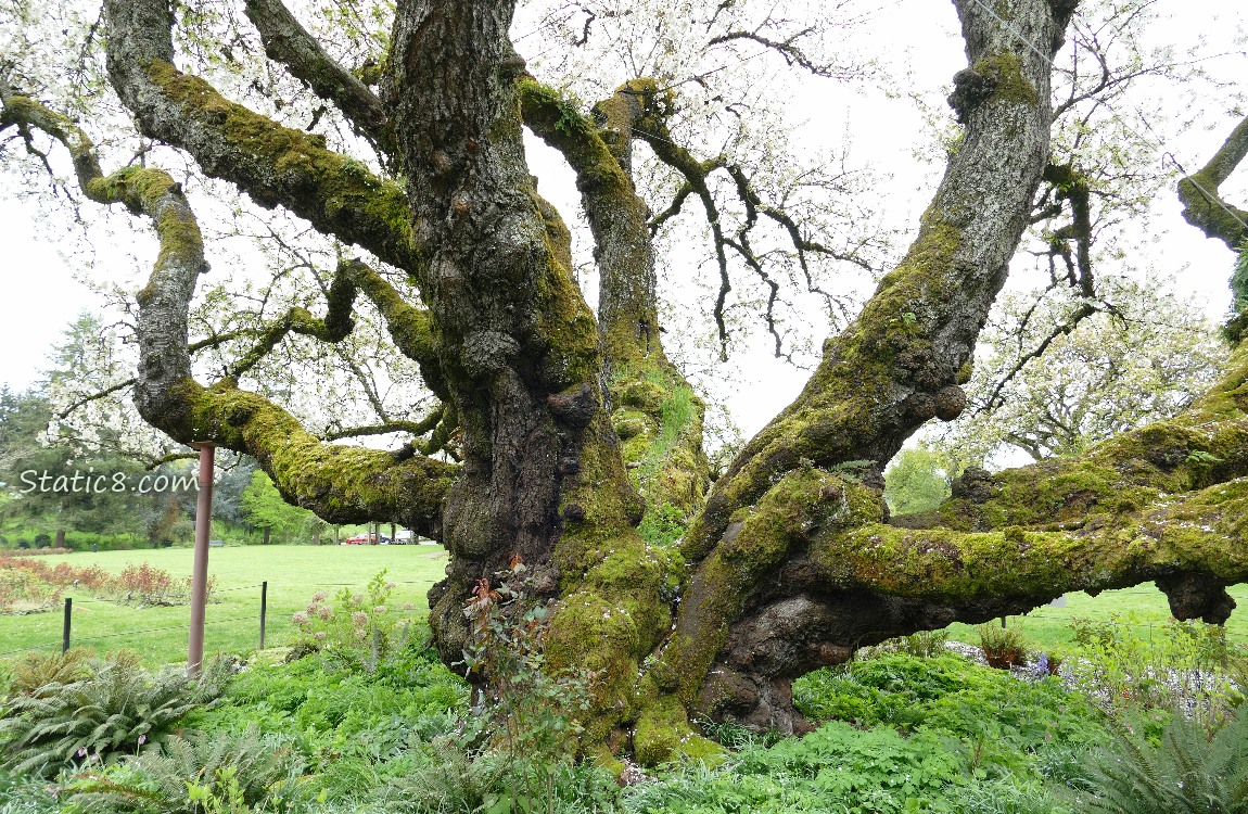 Massive truck of the Heritage Cherry Tree