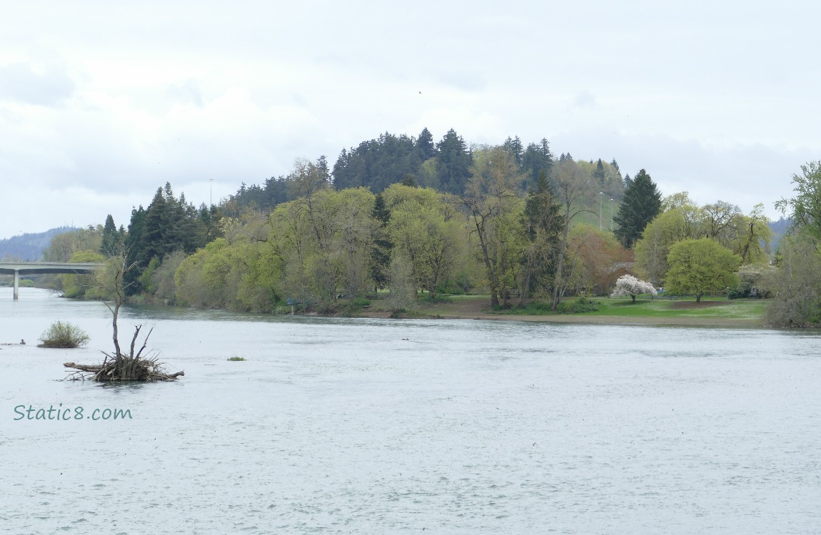 Looking upriver at a tree covered hill