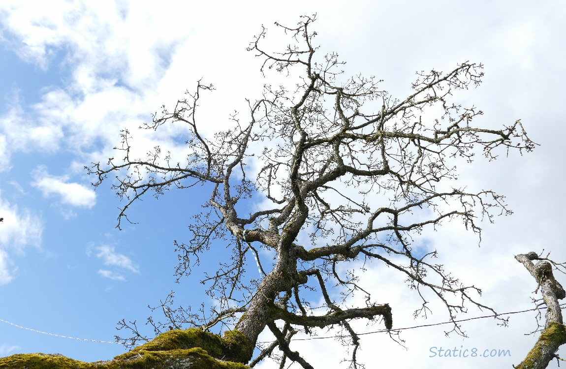 Winter bare branches against a blue and white sky