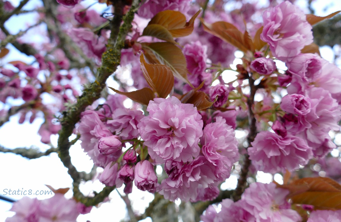 Ornamental Cherry Blossoms