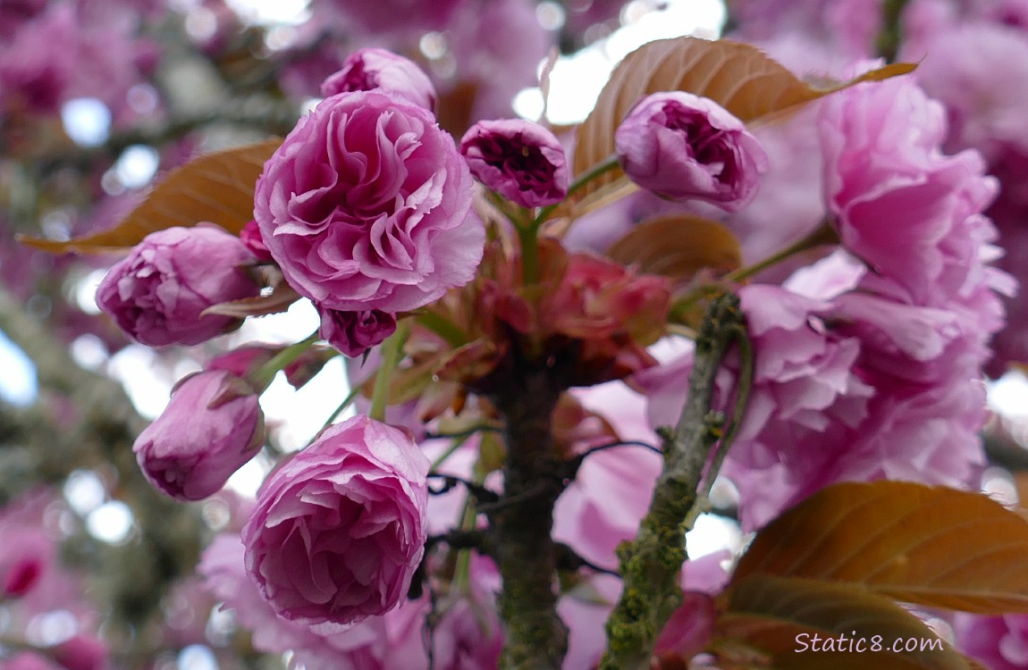 Ornamental Cherry Blossoms