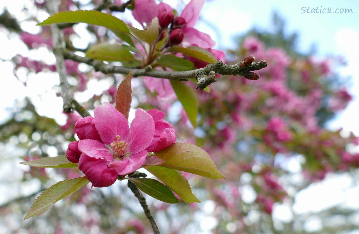 bright pink tree blossoms