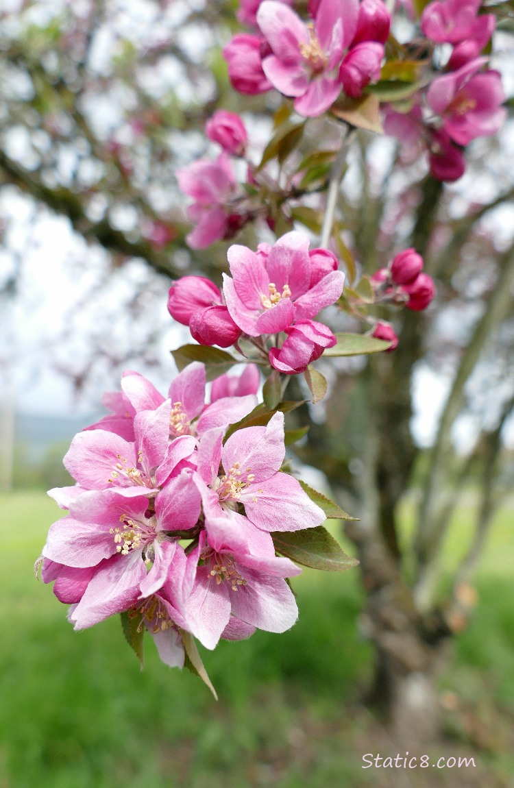 Pink tree blossoms, with the tree trunk in the background