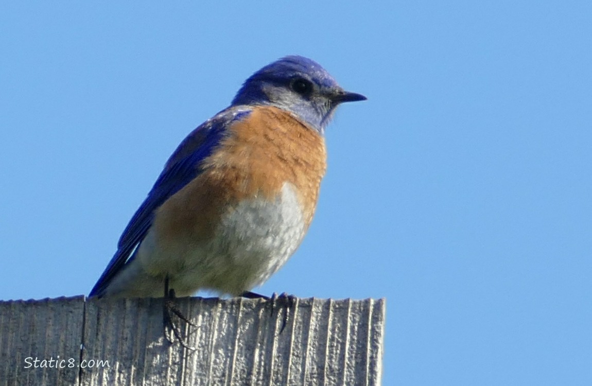 Western Bluebird standing on a nesting box