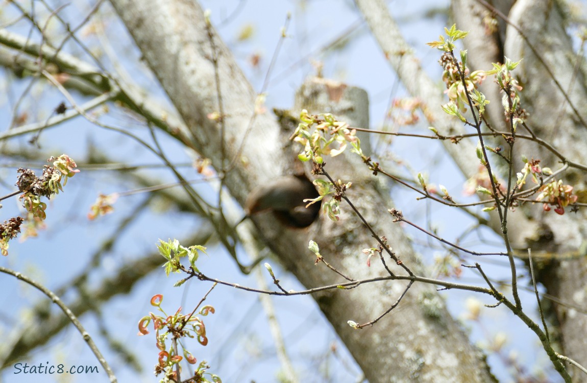 Blurry Flicker poking out of his nest hole