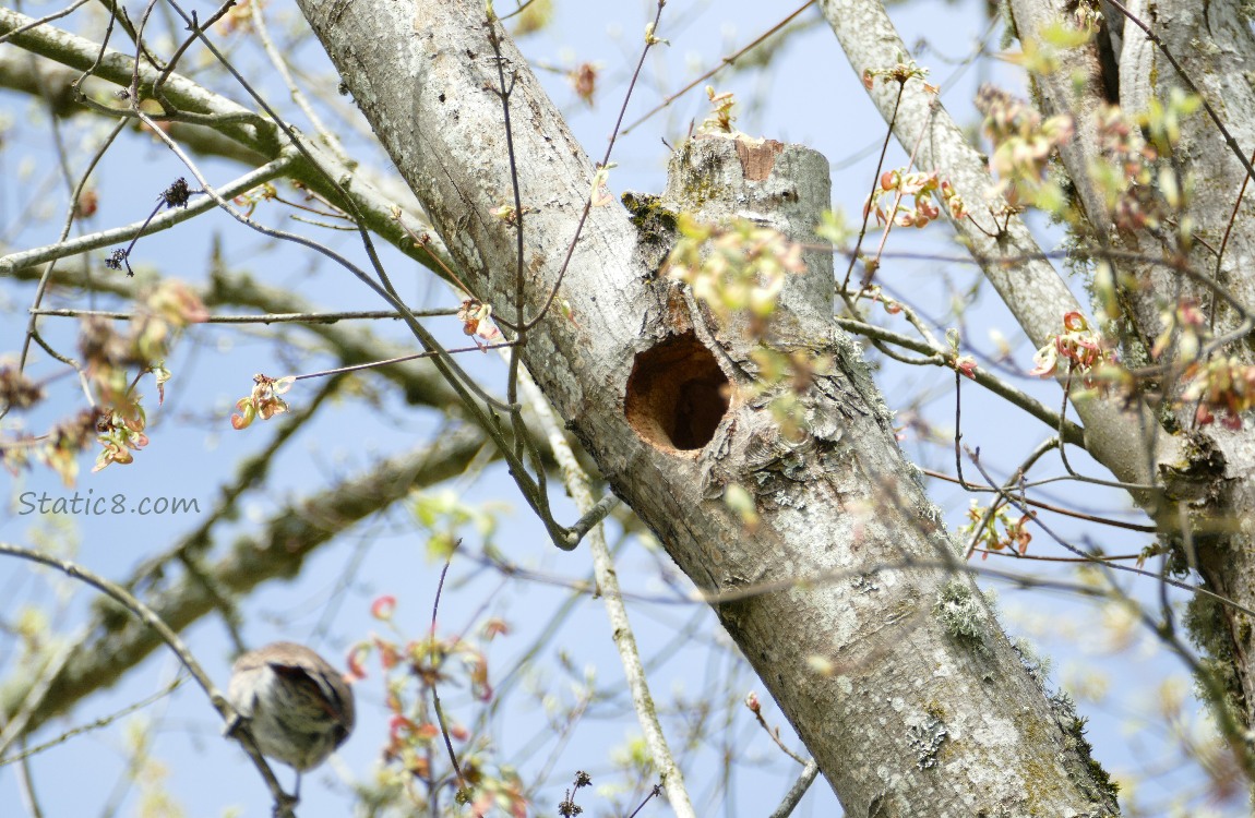 Flicker sits on a twig outside the nest hole