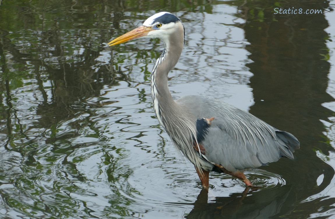 Great Blue Heron walking in the creek