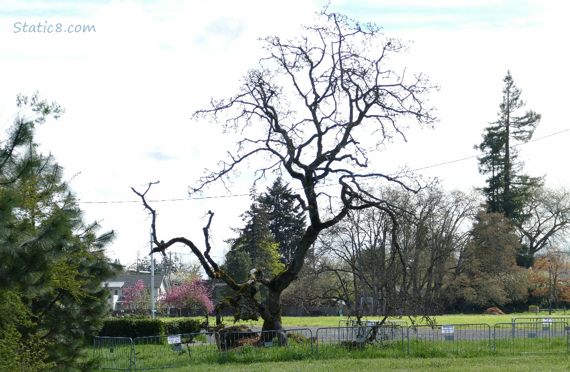 Fallen Leaning Tree