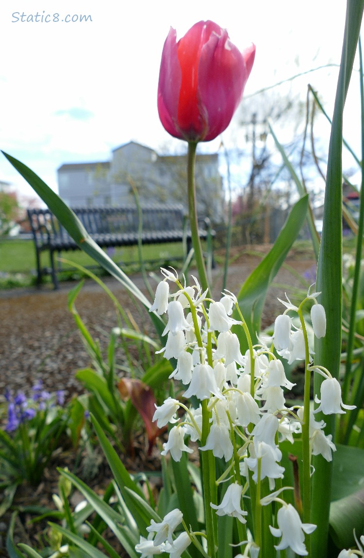 Pink tulip in front of a park bench