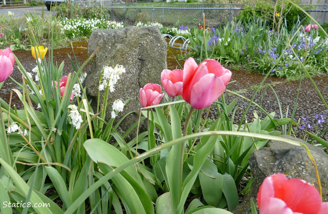 Tulips and Spanish Bluebells in the micropark