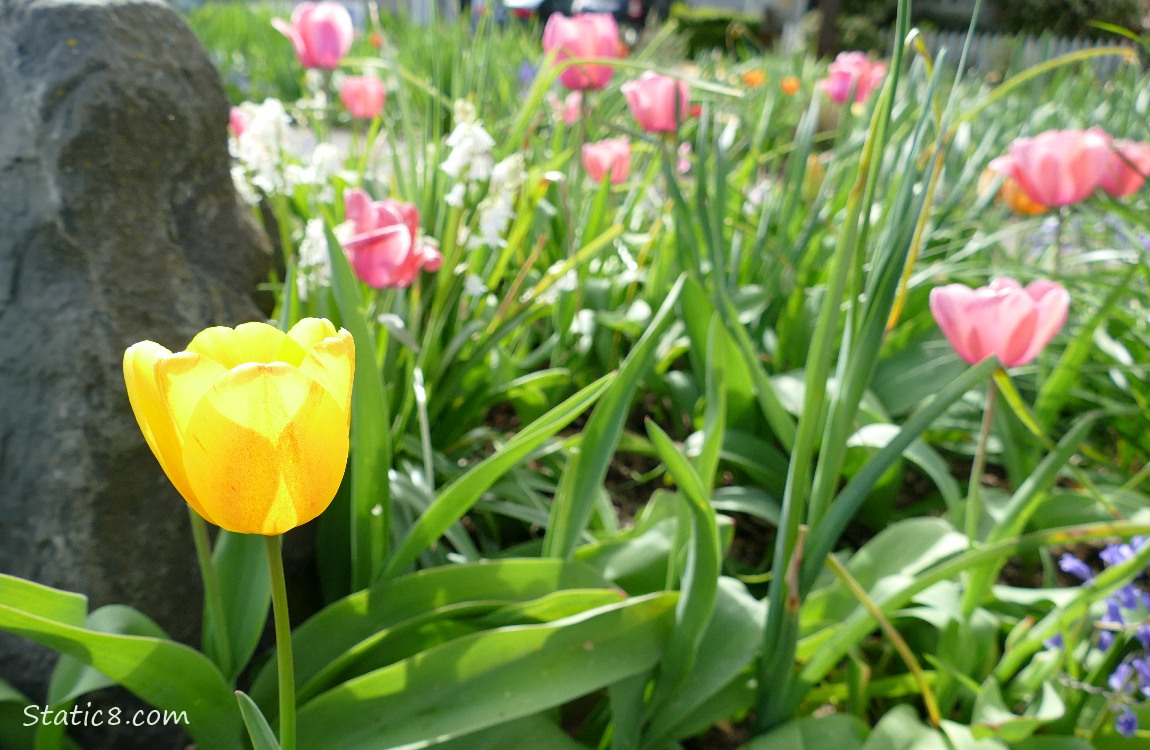 Pink tulips and white Spannish bluebells