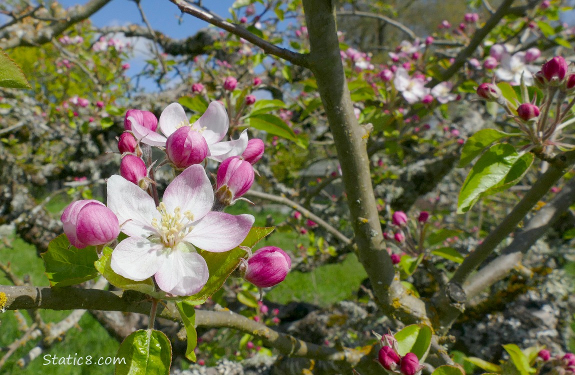 Apple Blossoms