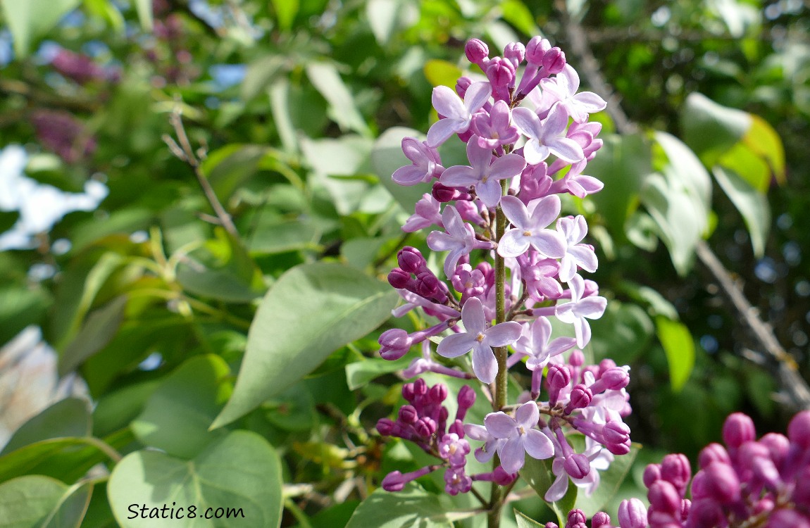 Lilac blooms in the tree