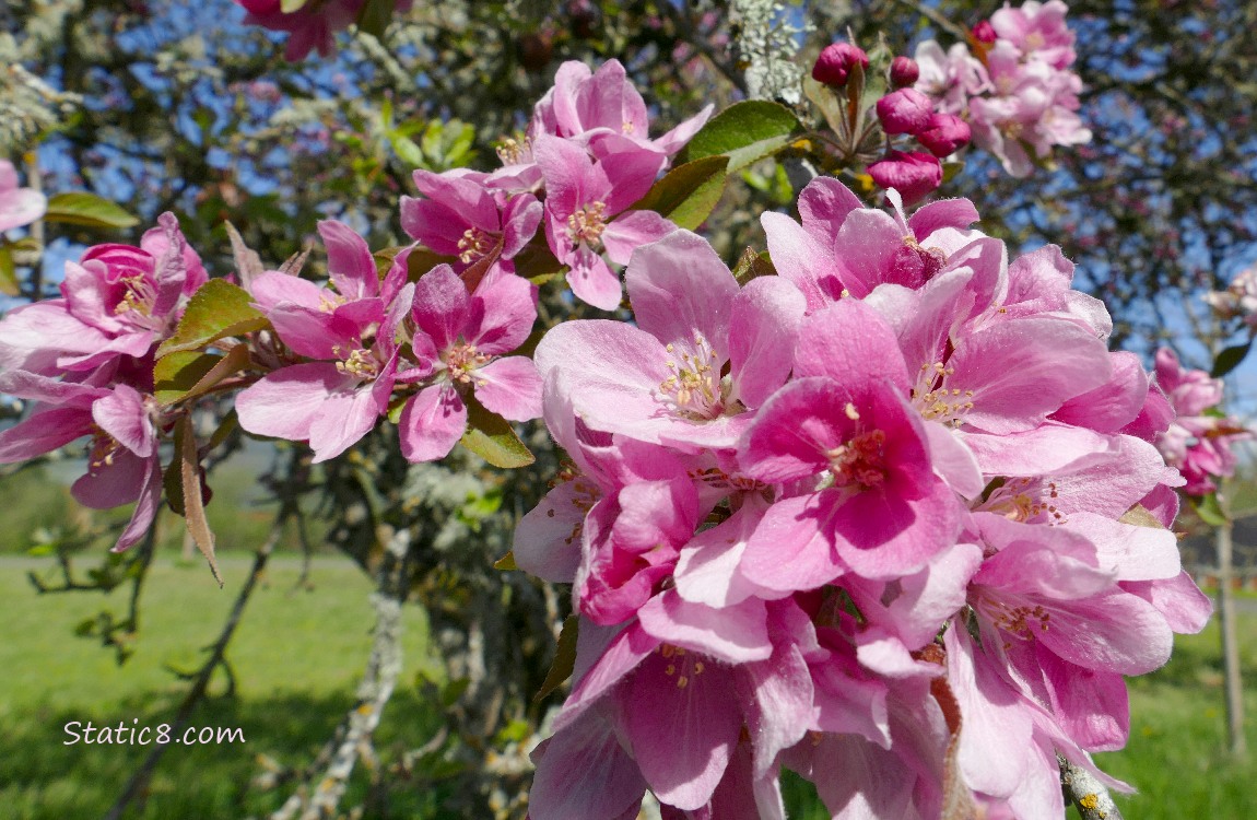 Pink tree blossoms