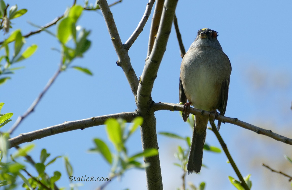 Golden Crown Sparrow sitting up on a twig 