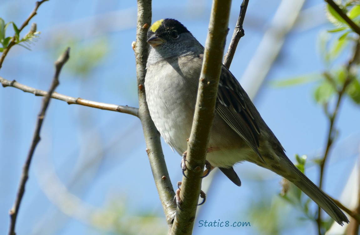 Golden Crown Sparrow