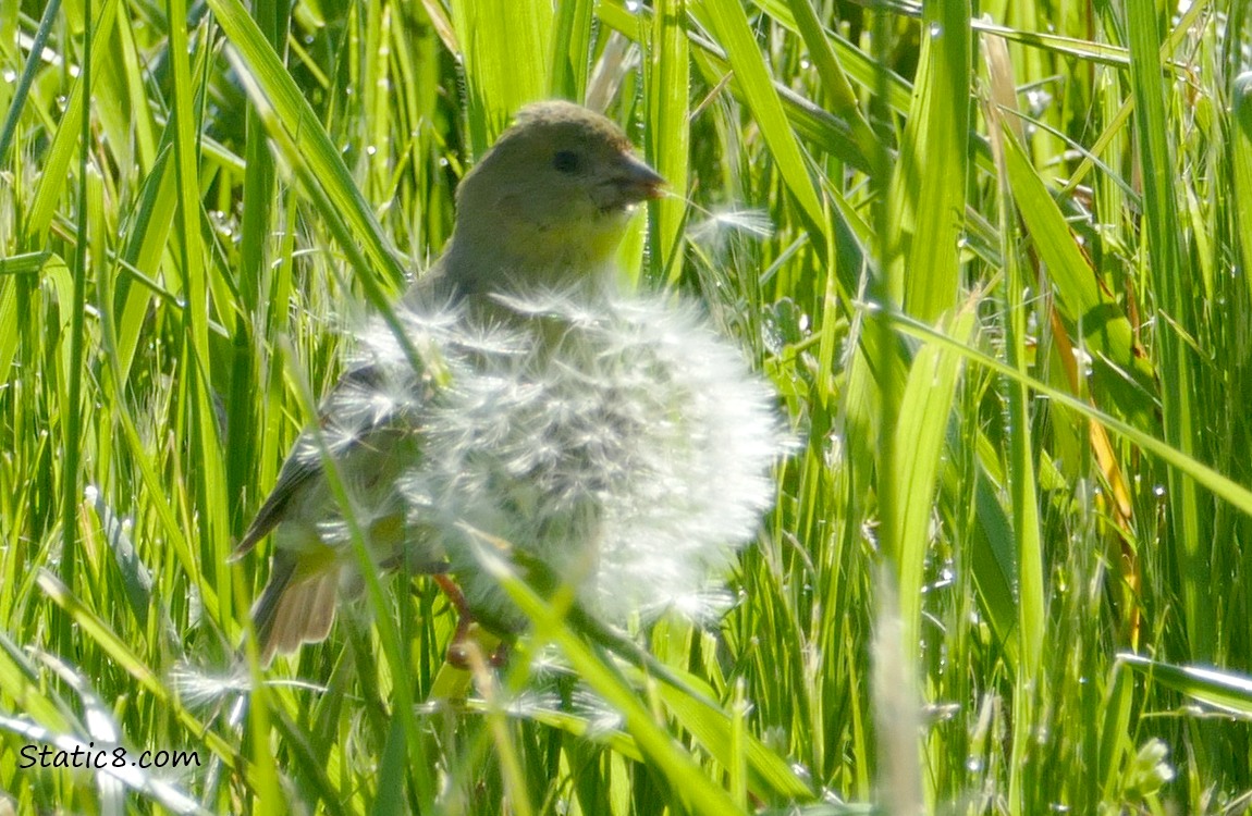 Lesser Goldfinch eating Dandelion seeds