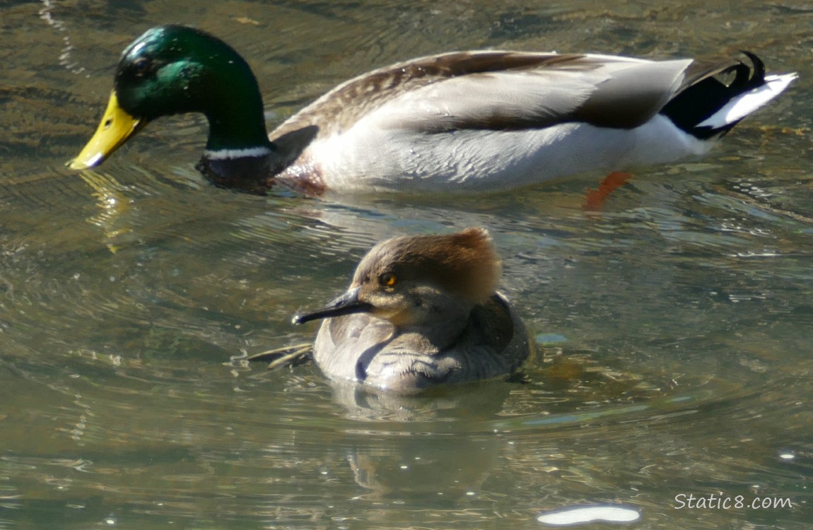 male Mallard paddling behind a female Hooded Merganser