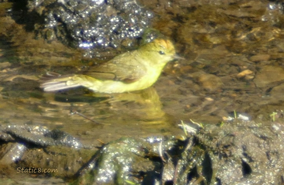 Yellow bird standing in shallow water