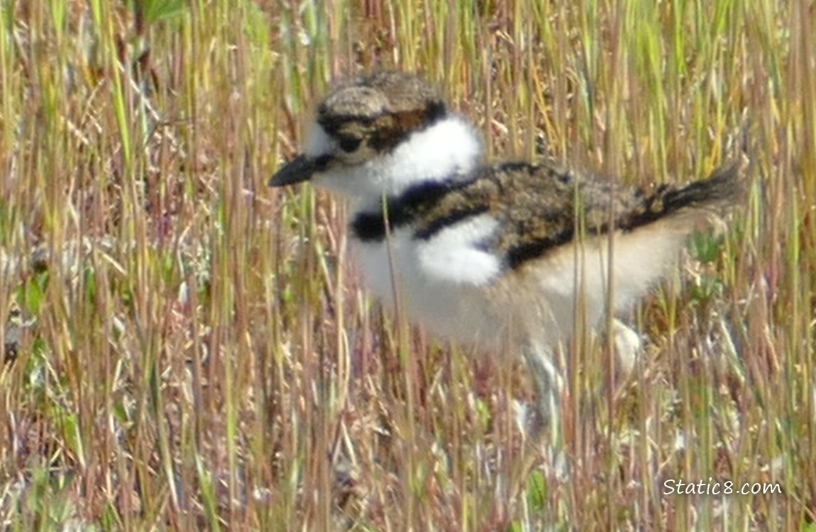 Blurry Baby Killdeer walking in grass