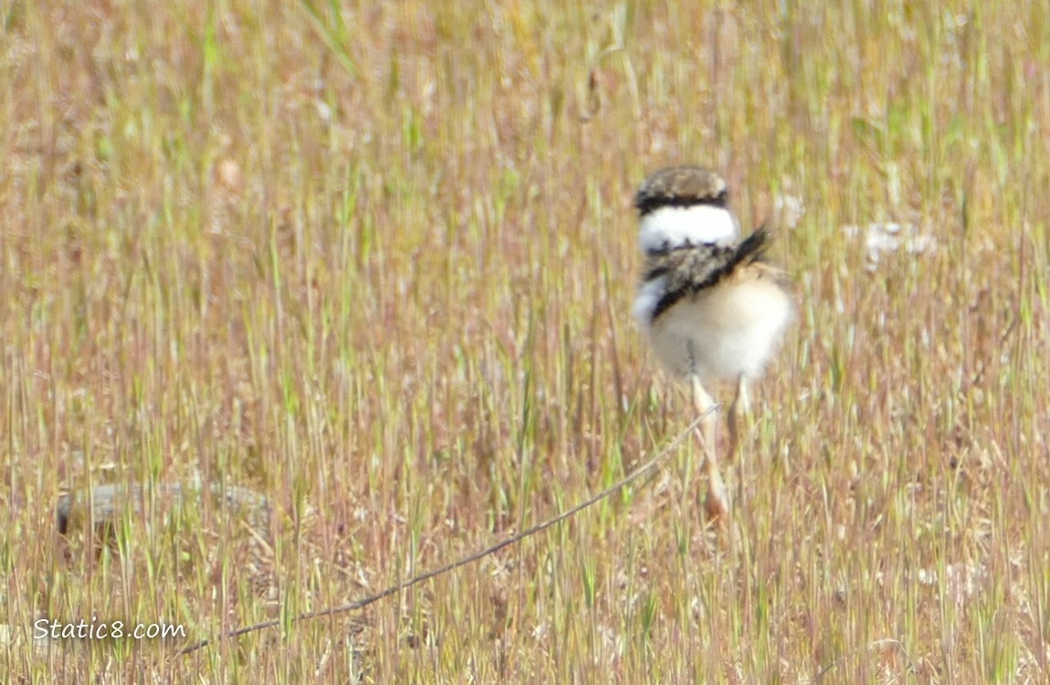 Baby Killdeer walking away, in a sea of grass