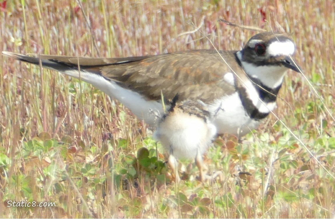 Baby Killdeer walking away towards a parent Killdeer