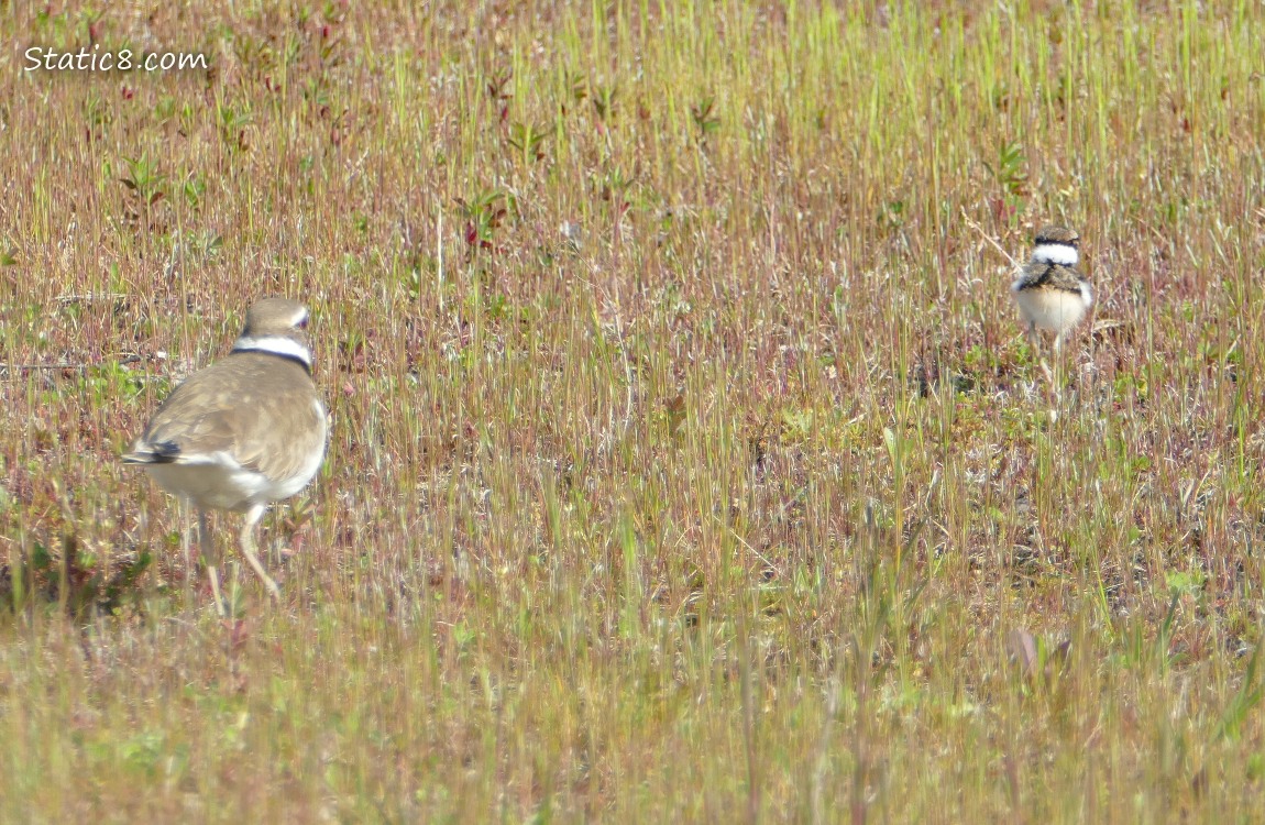 Parent and Baby Killdeer walking away thru the grass