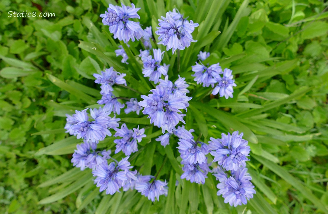 Looking down at a blooming Spanish Bluebell plant