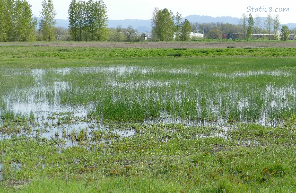 Grassy Puddle with trees and hills in the background