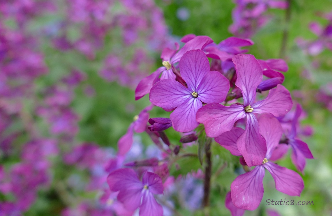 purple Wallflower blooms with more in the background