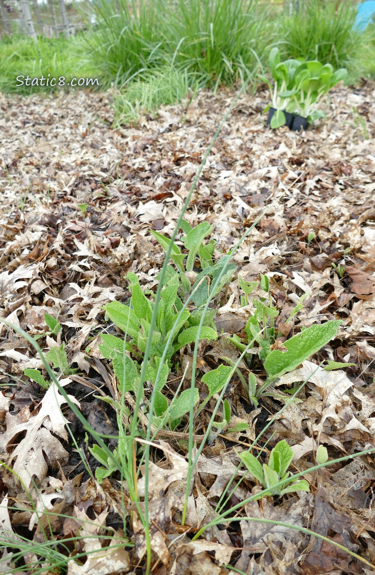 Comfrey leaves coming up thru the mulch