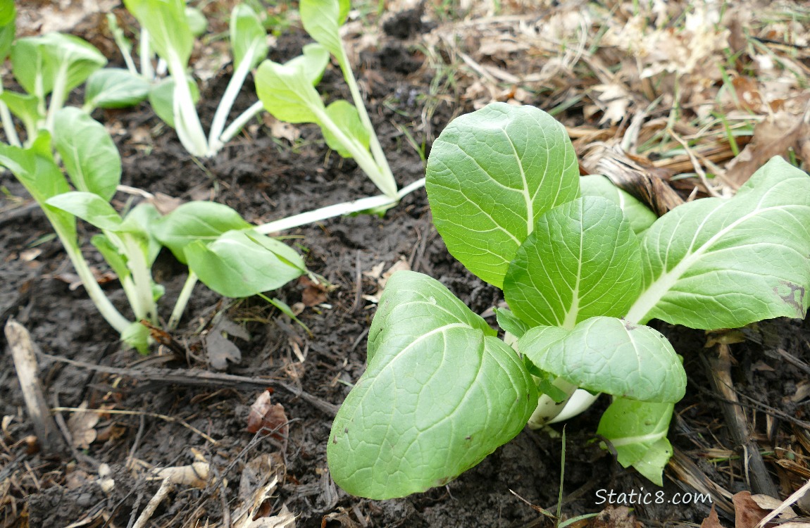 Planted Bok Choy